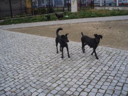 La Sibiu, câinii latră a pustiu...